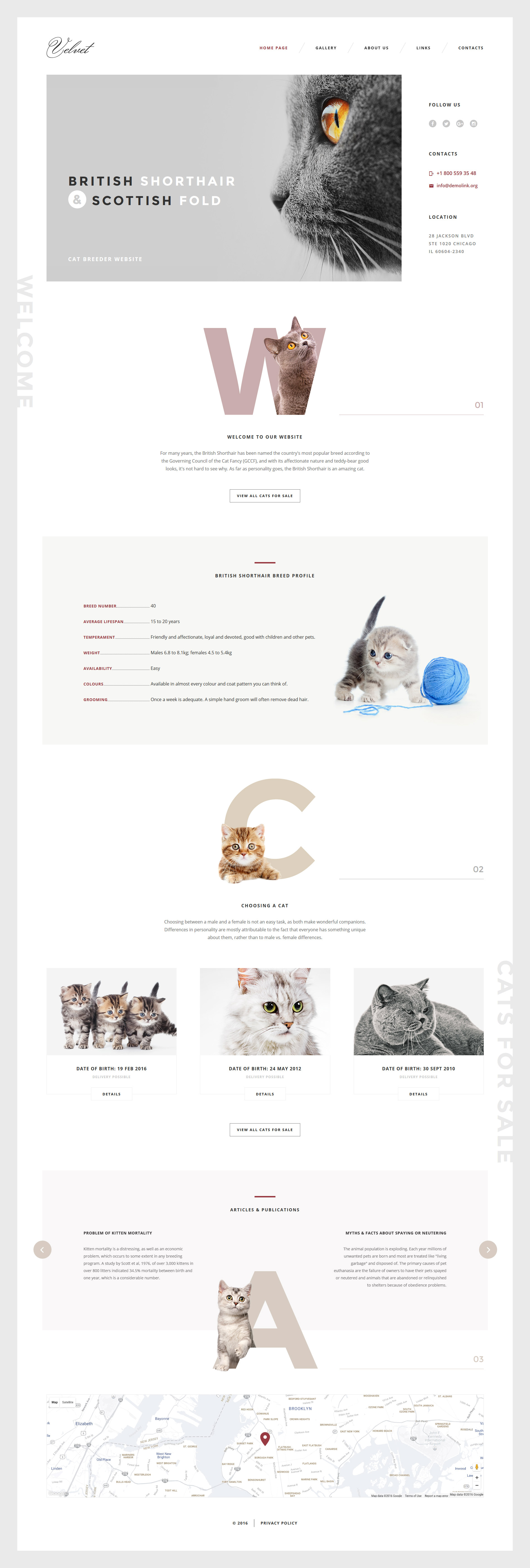 Cat Template Responsive Website Template